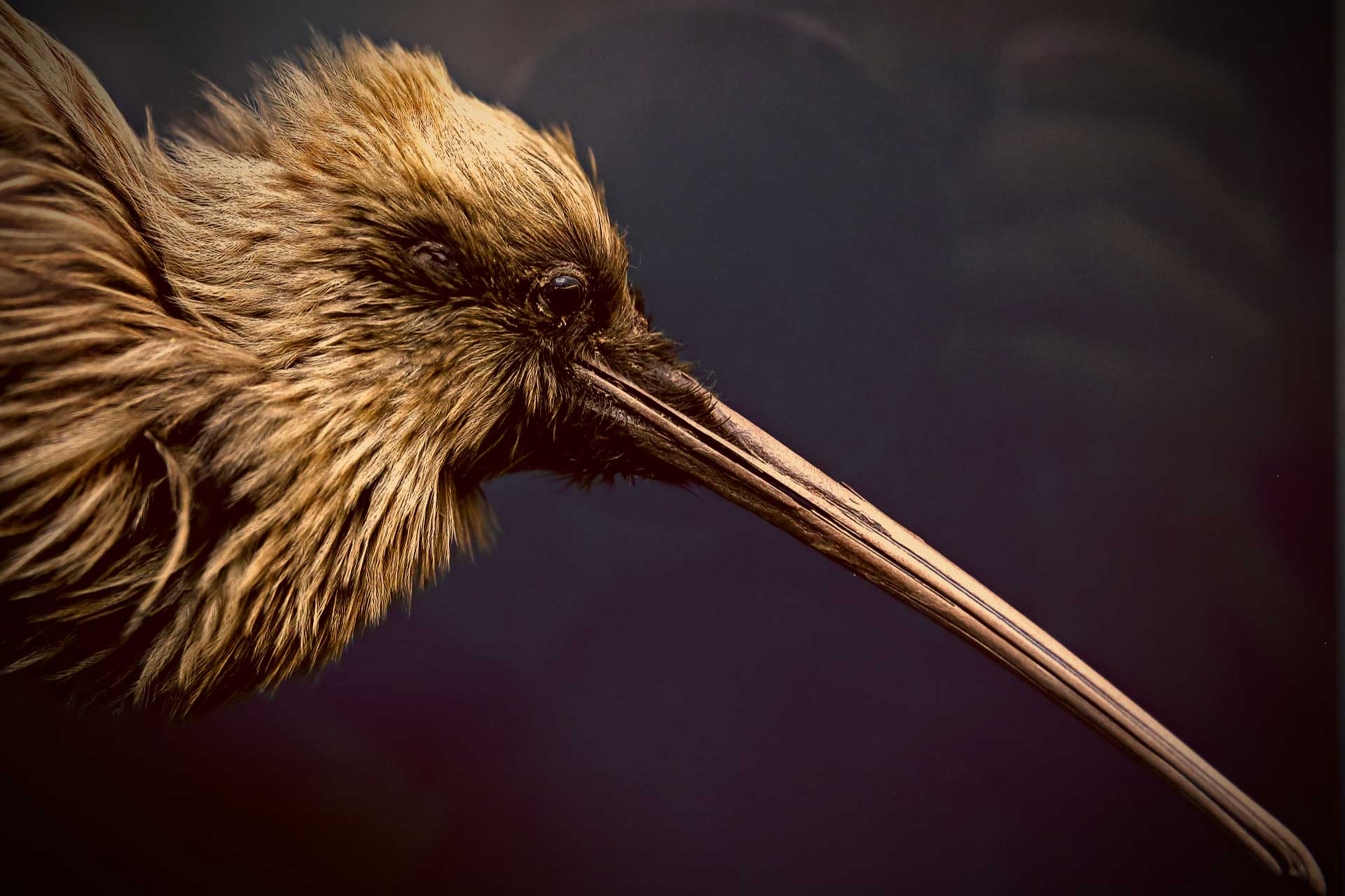 Year in Review: The kiwi's surprising strength