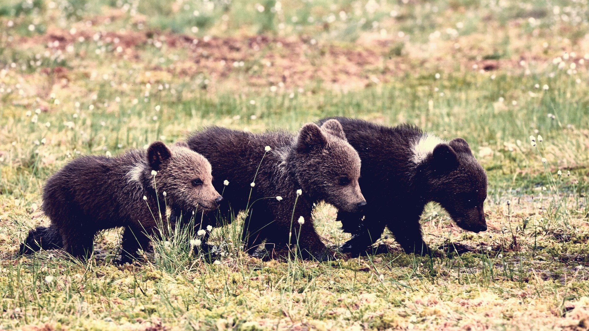 Goldilocks and the Three Bears