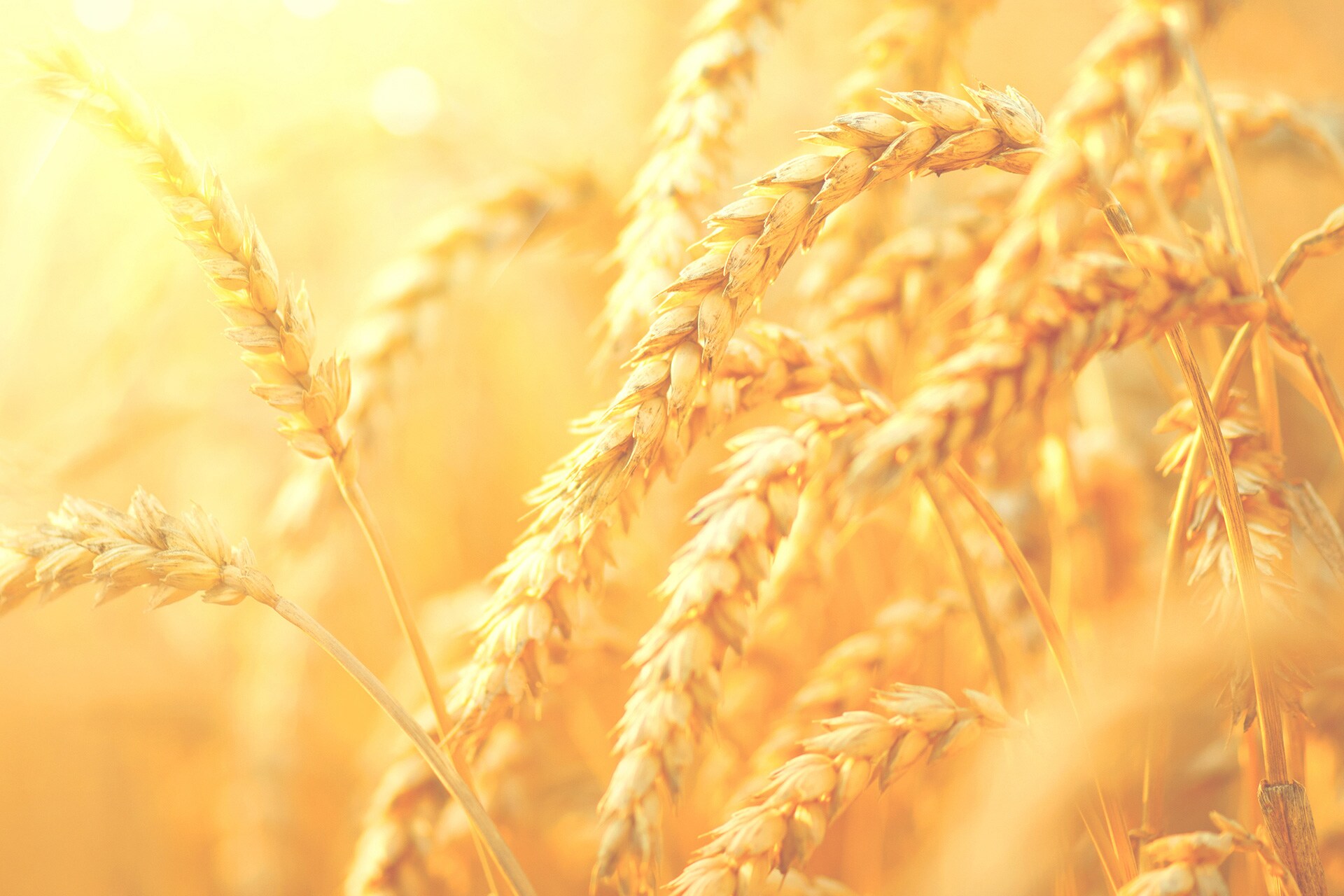Grains