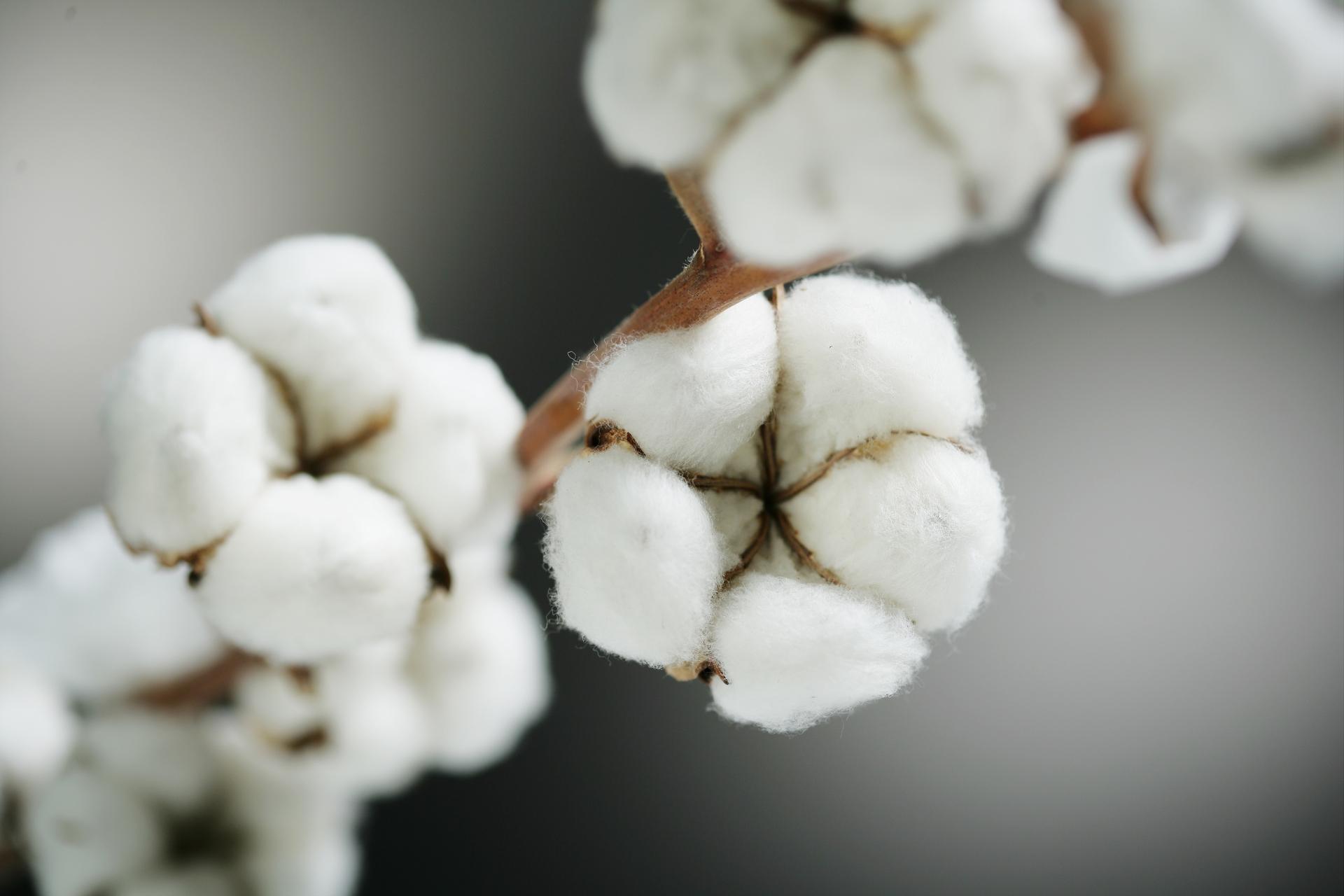 cotton