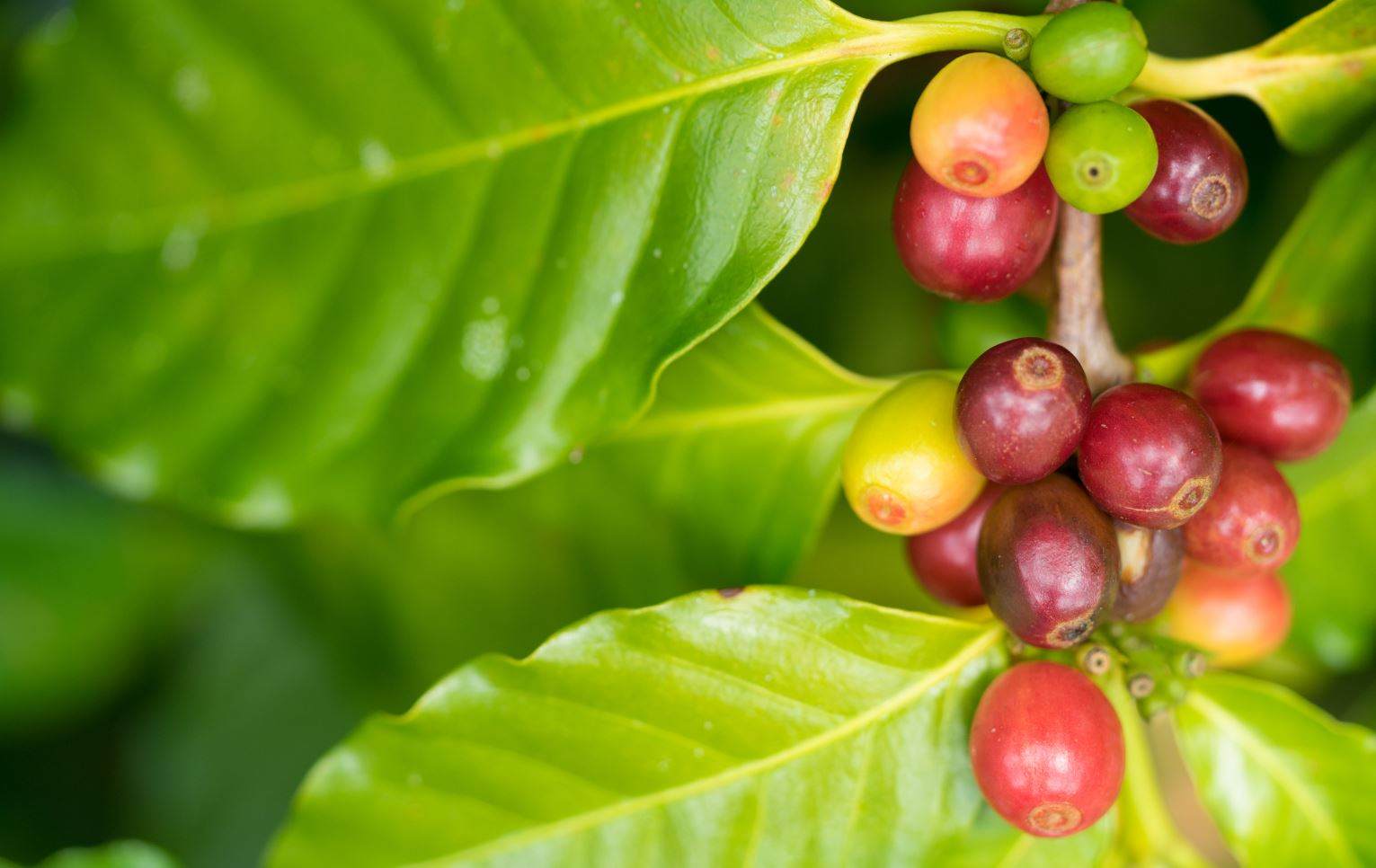 Agriculture sector showing signs of life