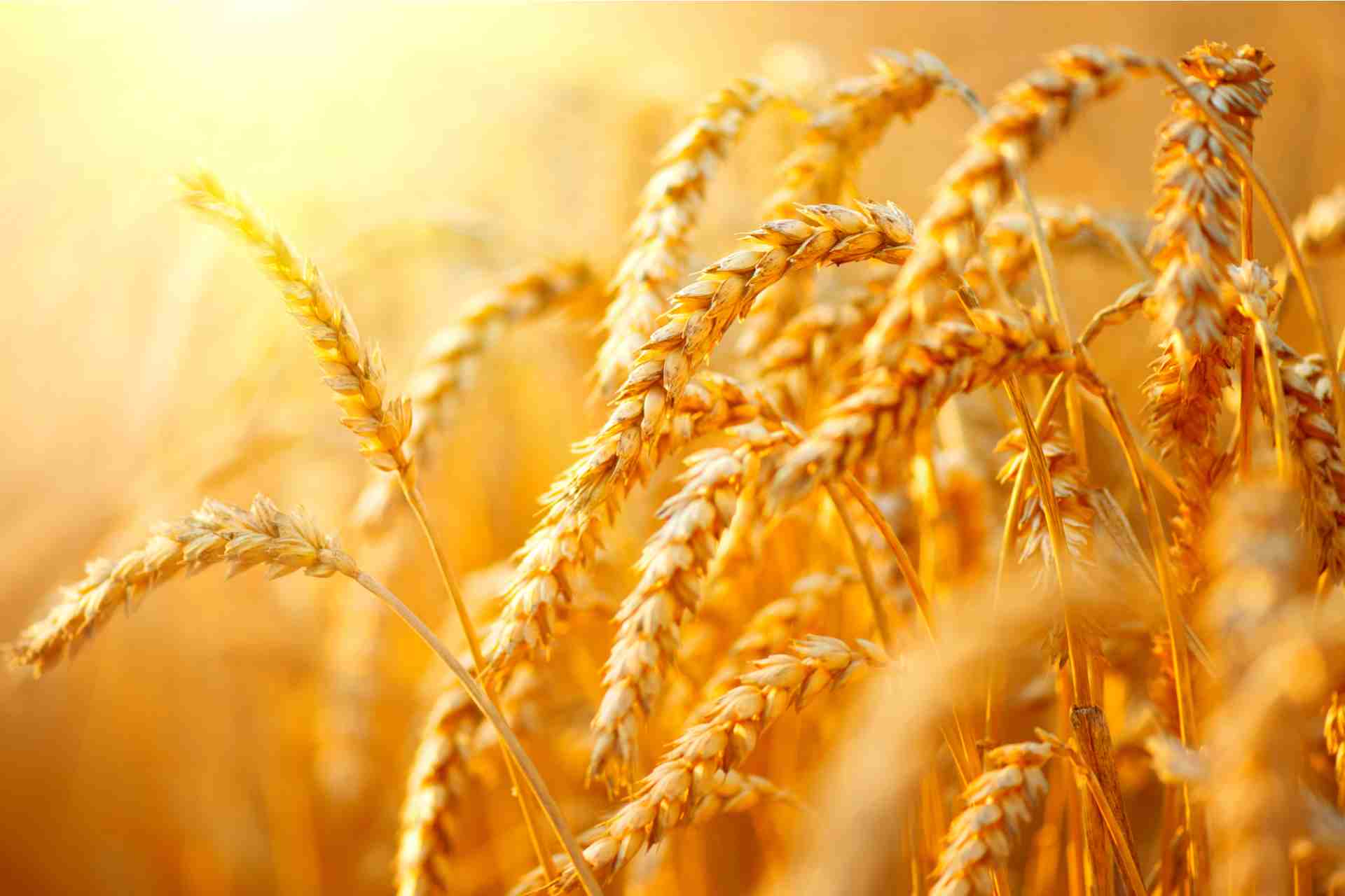 WCU: Trade optimism drives commodities higher