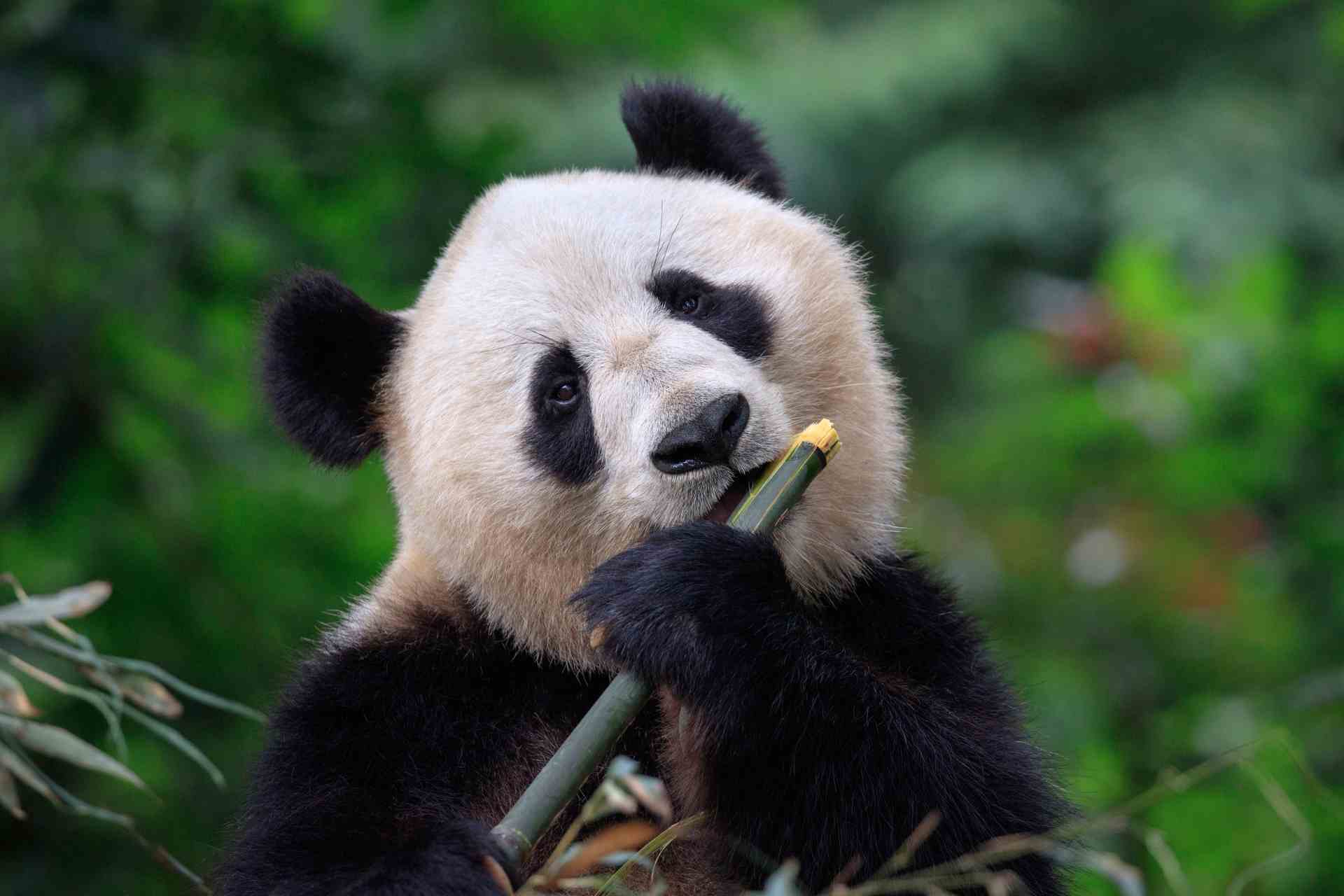Why Chinese government bonds are crucial