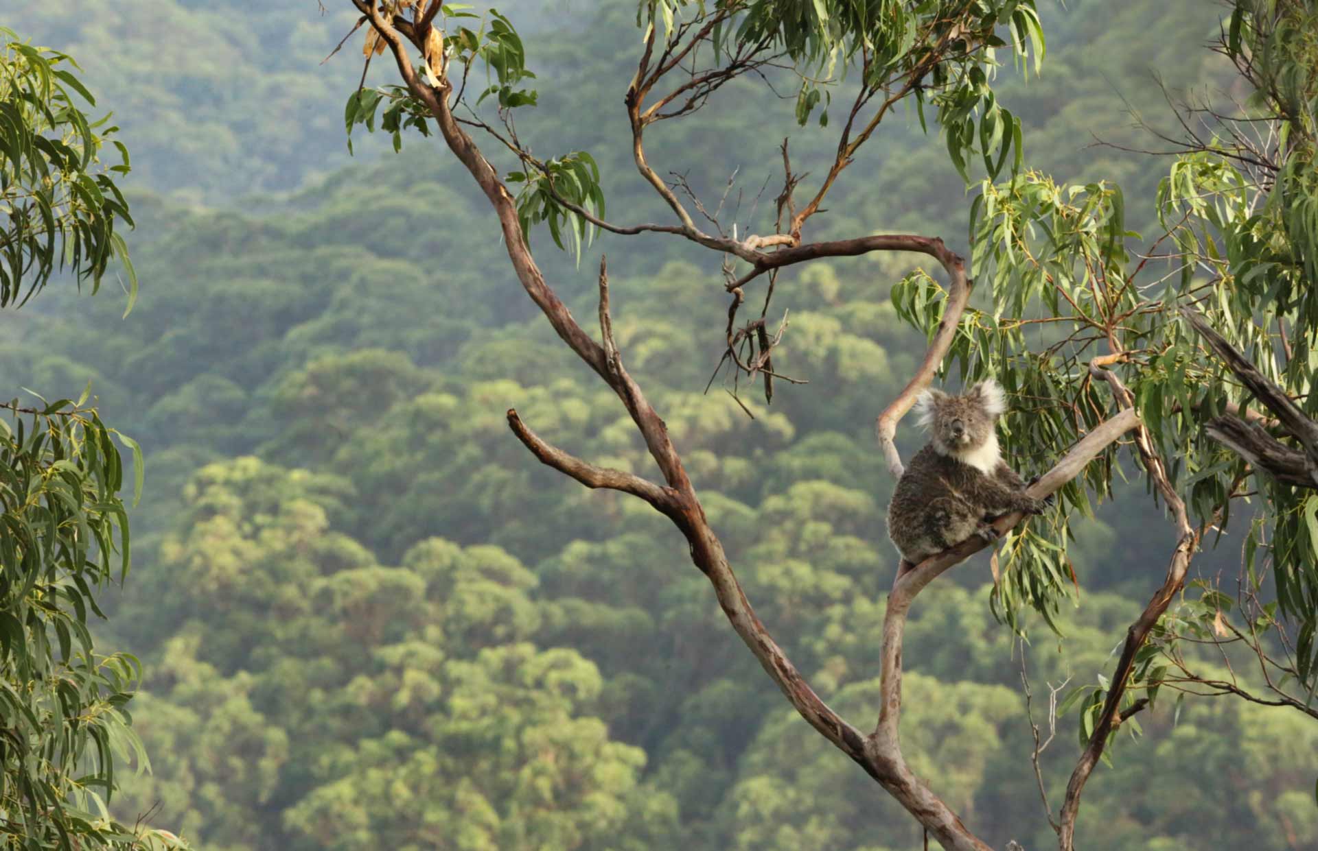 Bushfires headwind for GDP, Confidence and Government