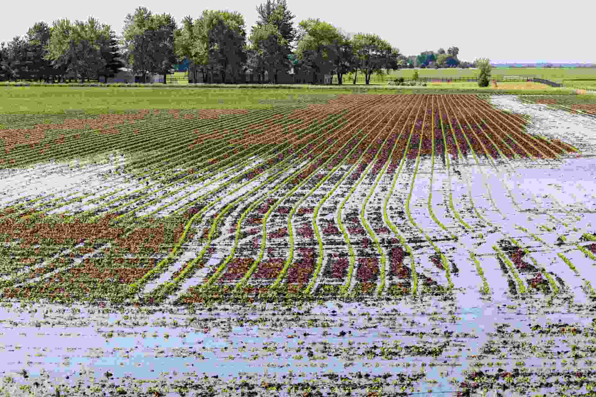How high can grain prices grow?