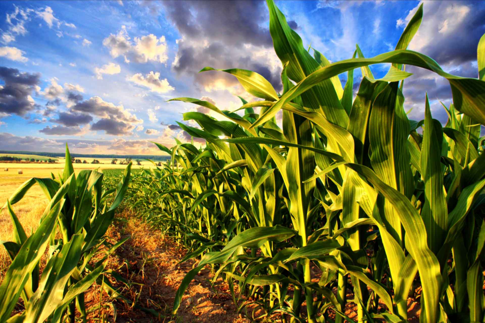 COT: Speculators sell into overheated commodity market