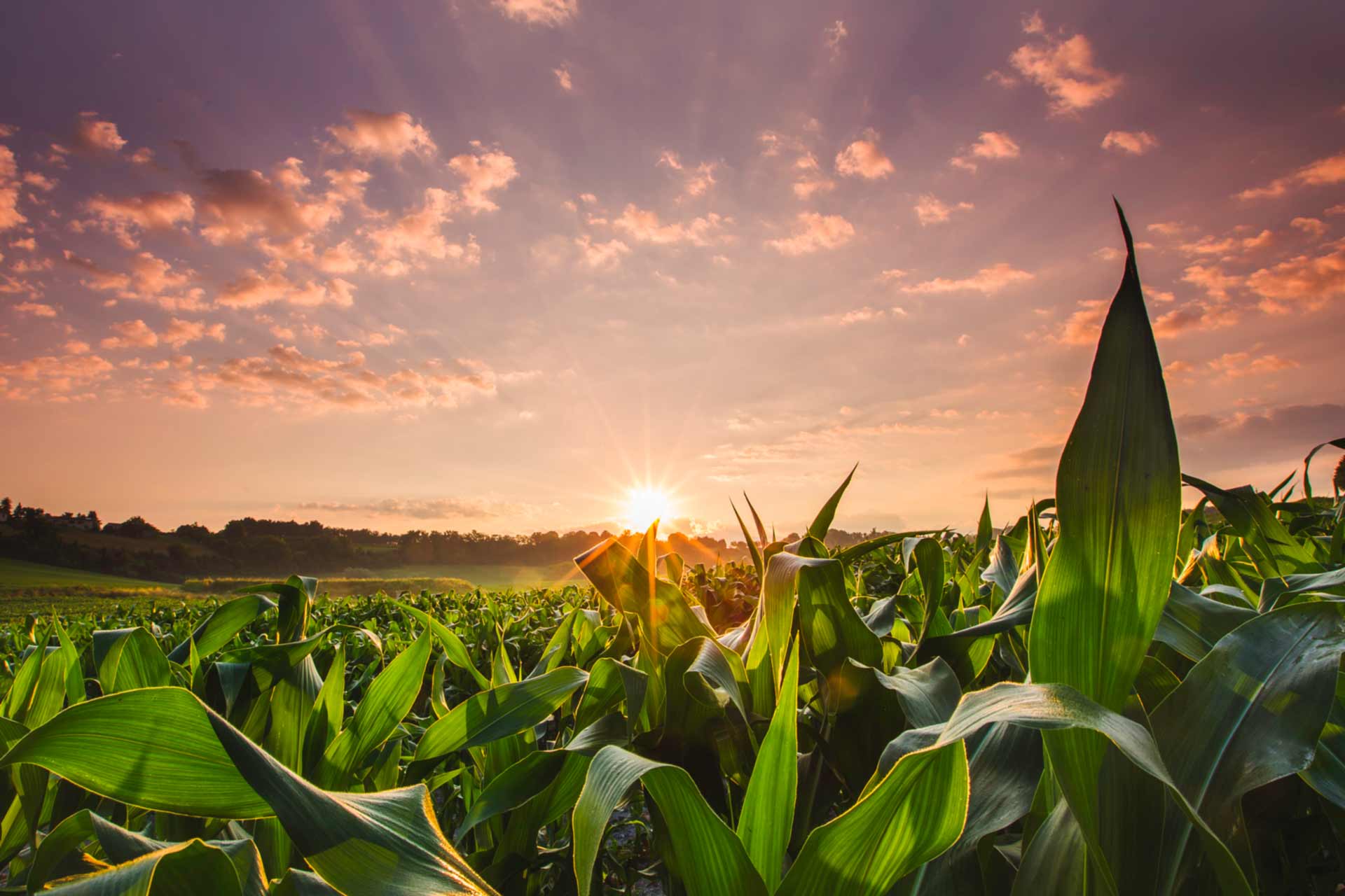 Grains in the crosshairs on tight supply concerns
