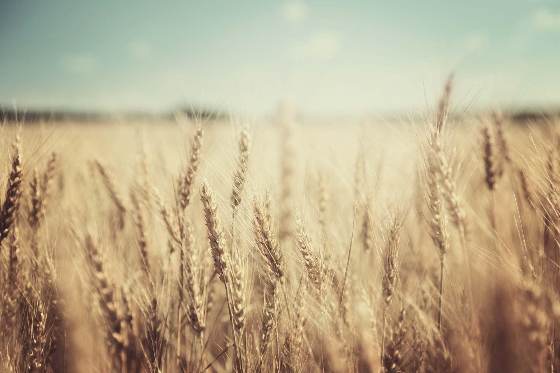 Technical Update - Soft Commodities set for higher price levels
