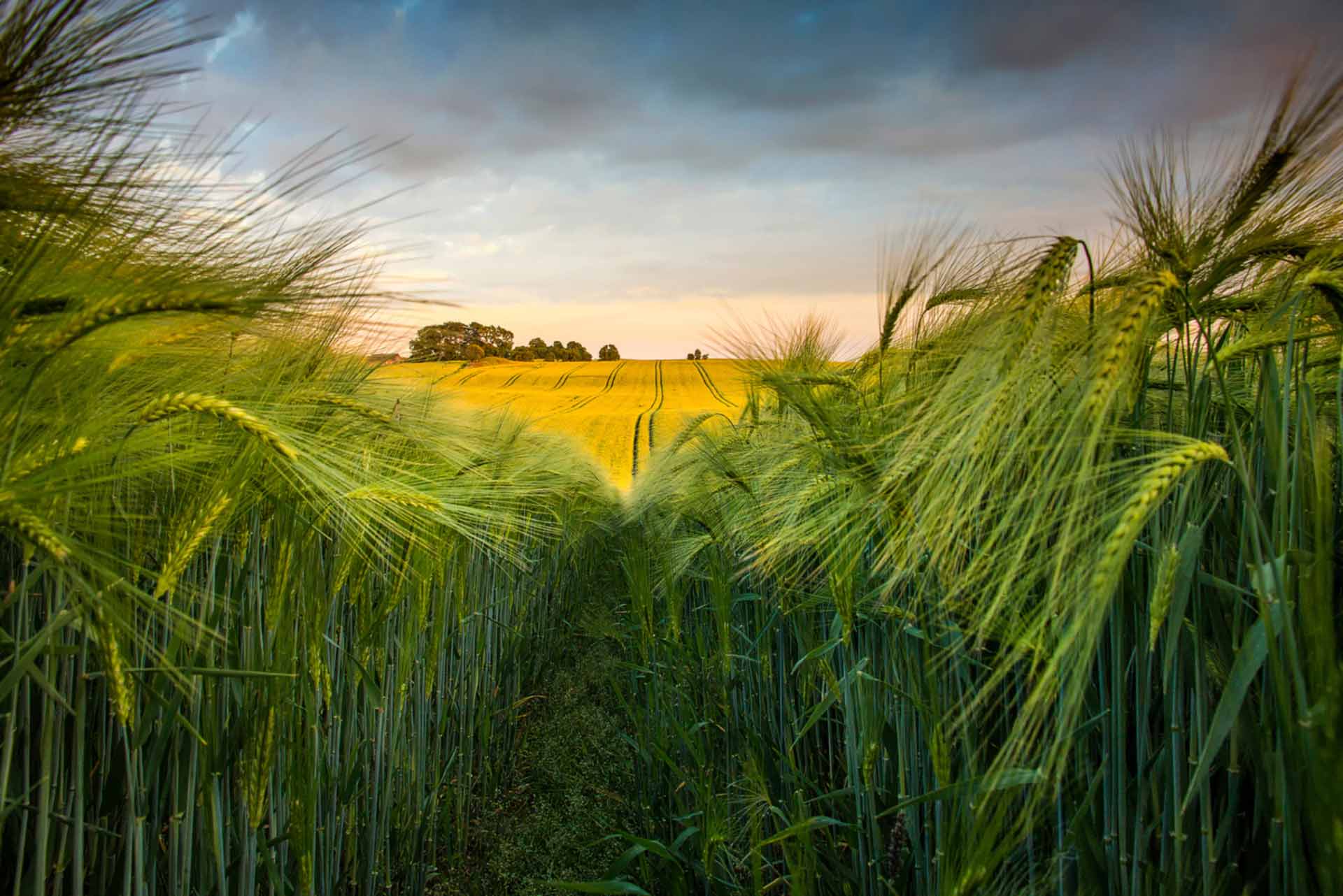 EU wheat surges to record as supplies continue to tighten