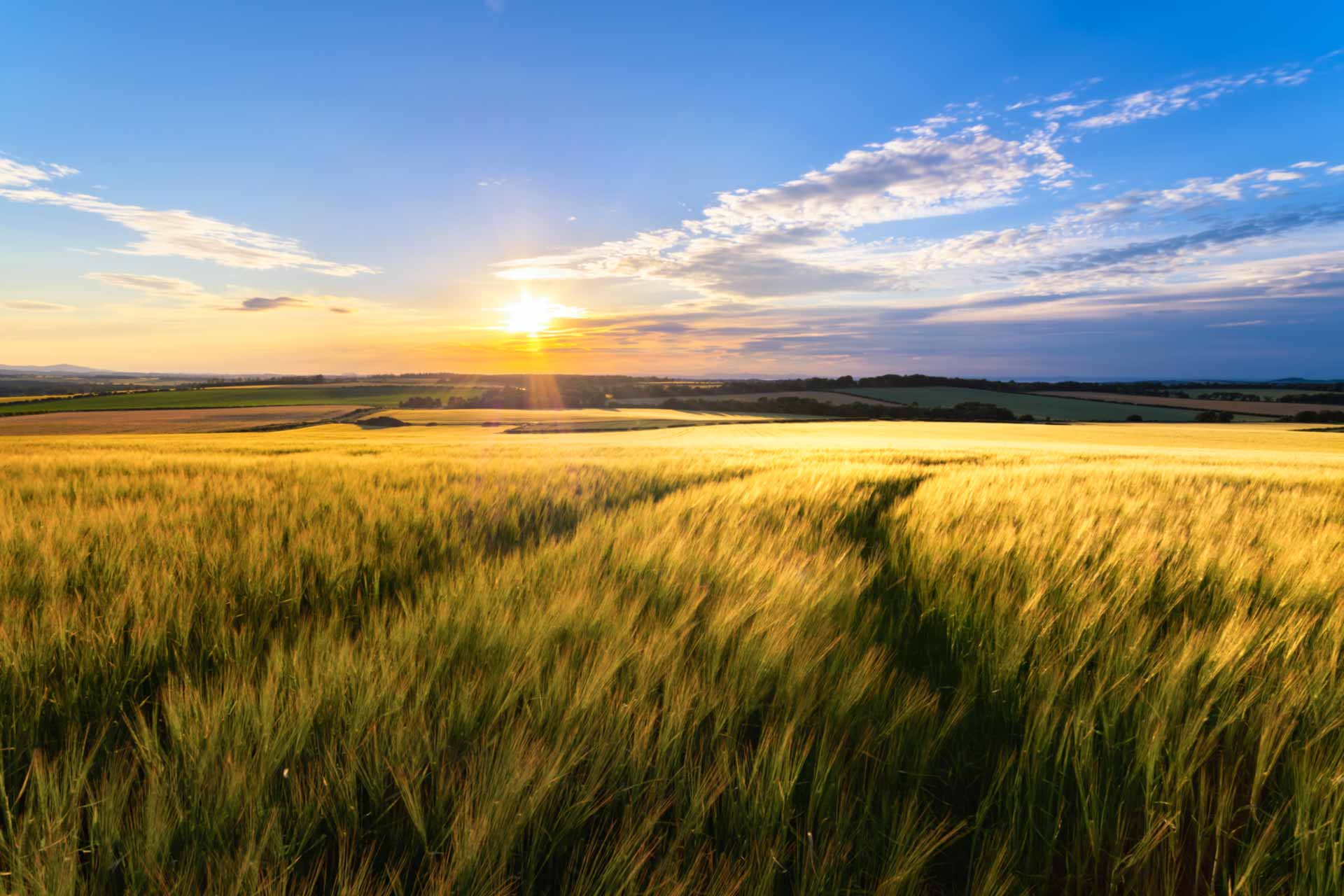 COT: Grain longs cut ahead of price correction