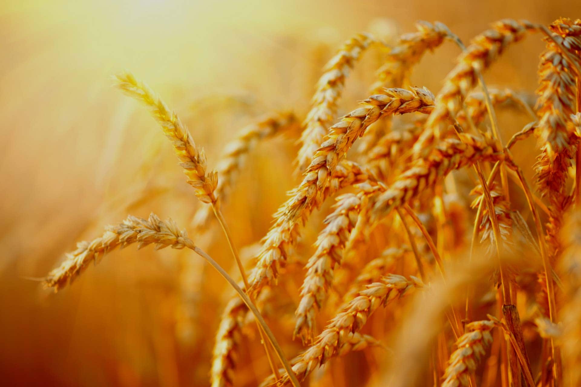 WCU: Grains surging as energy and metal momentum fade