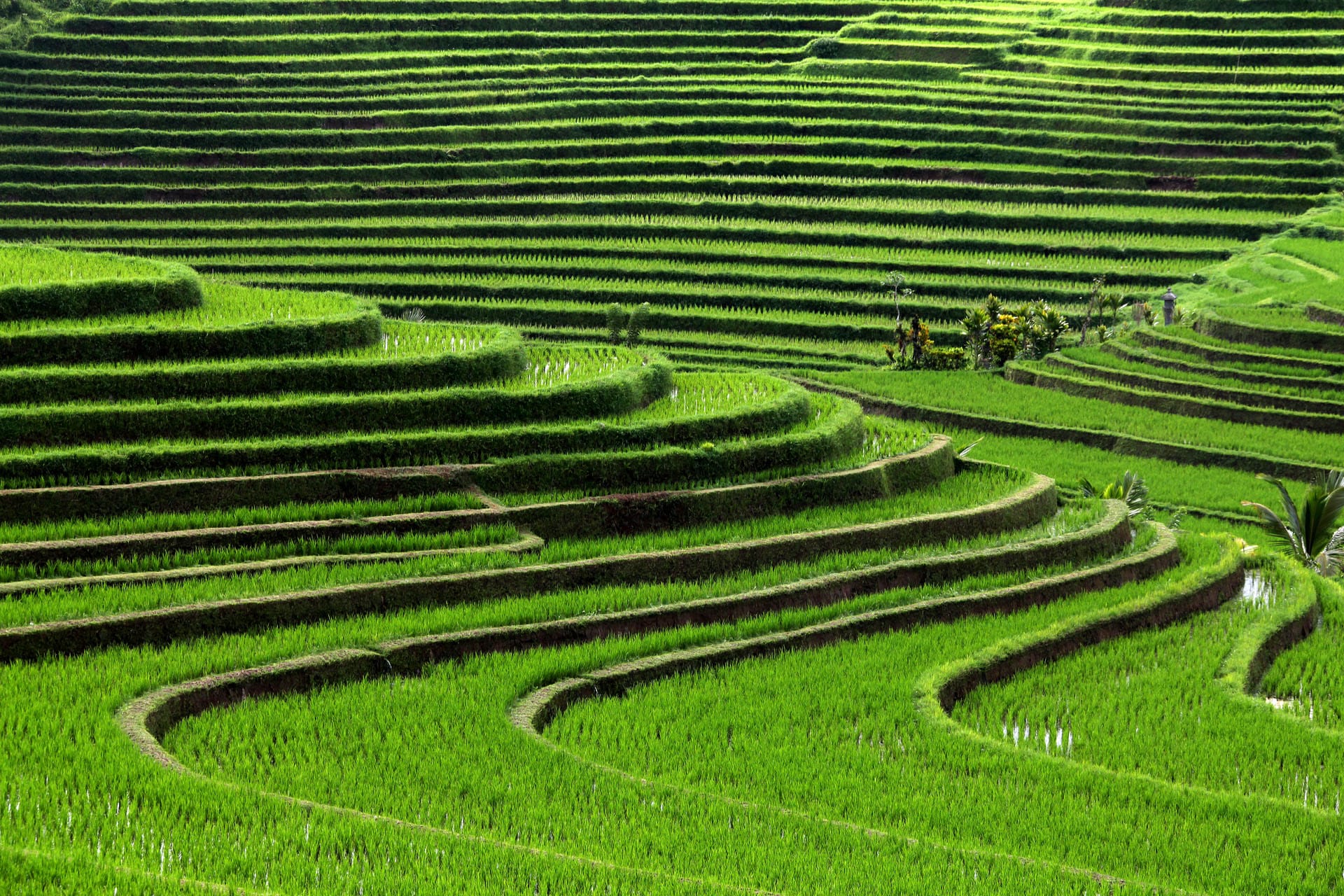 Sea Ltd doubles revenue as Southeast Asia expansion continues