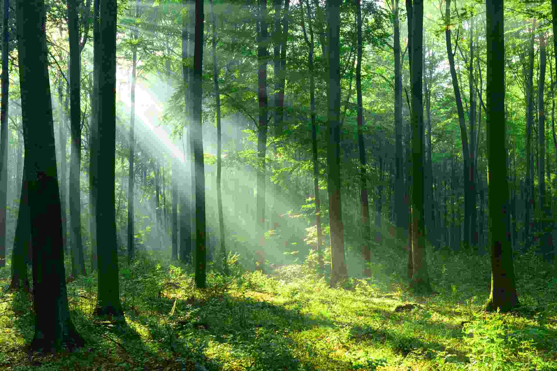 Green transformation stocks are back on tidal of demand