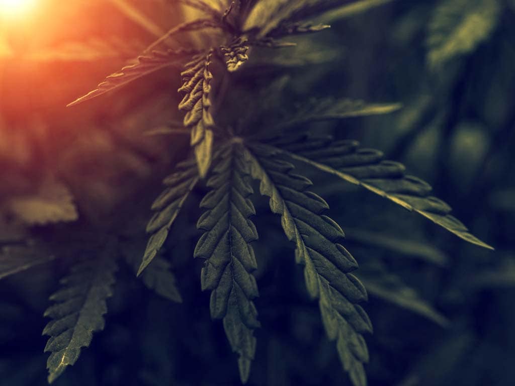 The 2021-2022 performance of cannabis stocks | Saxo Bank