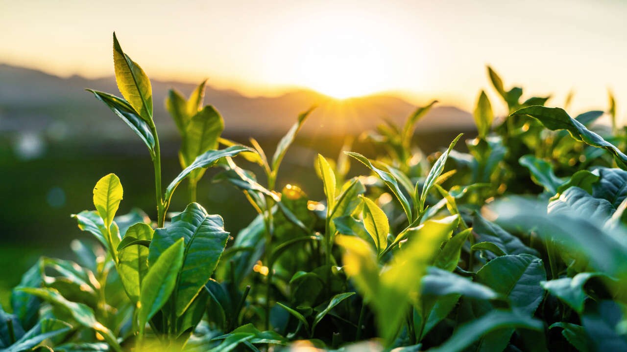 gid1166593774_plants_1280x720 1